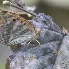 Attēlu rezultāti vaicājumam “Argynnis paphia pupa”