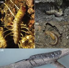Attēlu rezultāti vaicājumam “Raphidioptera imago”