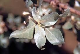 Attēlu rezultāti vaicājumam “Elaeagnus commutata”