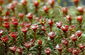 Attēlu rezultāti vaicājumam “Polytrichum commune sporophyte”