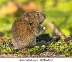 Attēlu rezultāti vaicājumam “Microtus agrestis”