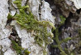 Attēlu rezultāti vaicājumam “Thelopsis rubella”