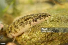 Attēlu rezultāti vaicājumam “Barbatula barbatula”