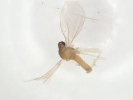 Attēlu rezultāti vaicājumam “Cystiphora sanguinea”