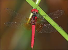 Attēlu rezultāti vaicājumam “Licea pygmaea”