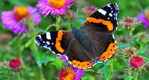 Attēlu rezultāti vaicājumam “Nymphalidae”