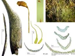 Attēlu rezultāti vaicājumam “Dicranella cerviculata”