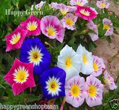 Image result for Convolvulus tricolor