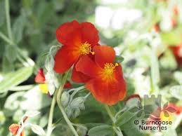 Attēlu rezultāti vaicājumam “Helianthemum x hybridum flower”