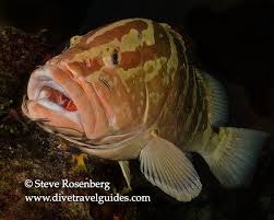 Image result for Epinephelus striatus