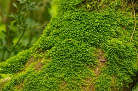 Attēlu rezultāti vaicājumam “Hypnum cupressiforme”