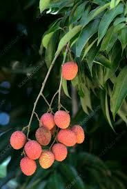 Image result for Litchi chinensis