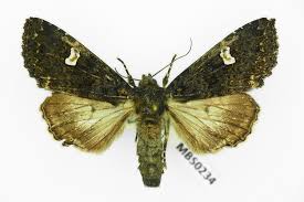 Attēlu rezultāti vaicājumam “Melanchra persicariae imago”