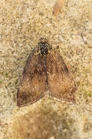 Attēlu rezultāti vaicājumam “Panemeria tenebrata”