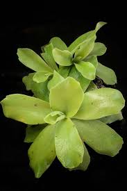 Attēlu rezultāti vaicājumam “Pinguicula vulgaris leaf”
