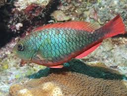 Image result for Sparisoma aurofrenatum