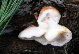 Attēlu rezultāti vaicājumam “Postia”