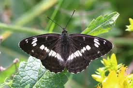 Attēlu rezultāti vaicājumam “Limenitis camilla”