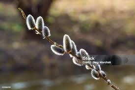 Attēlu rezultāti vaicājumam “Salix caprea bud”