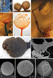 Attēlu rezultāti vaicājumam “Amaurochaete sp.”