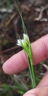 Attēlu rezultāti vaicājumam “Rhynchospora alba leaf”