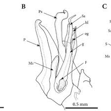 Attēlu rezultāti vaicājumam “Ommatoiulus vilnensis”