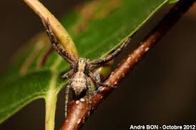 Attēlu rezultāti vaicājumam “Philodromus sp.”