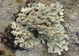 Attēlu rezultāti vaicājumam “Flavoparmelia caperata”