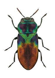 Attēlu rezultāti vaicājumam “Anthaxia quadripunctata”