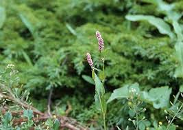 Attēlu rezultāti vaicājumam “Polygonaceae”