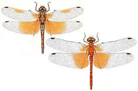 Attēlu rezultāti vaicājumam “Sympetrum flaveolum”