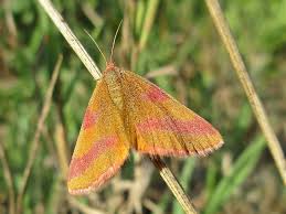 Attēlu rezultāti vaicājumam “Lythria cruentaria”
