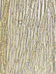 Attēlu rezultāti vaicājumam “Orthotrichum cupulatum var. riparium sporophyte”