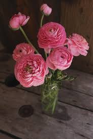 Attēlu rezultāti vaicājumam “Ranunculus brunnescens”