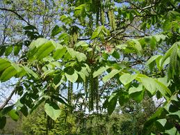 Attēlu rezultāti vaicājumam “Juglans ailanthifolia”