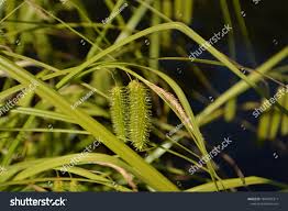 Attēlu rezultāti vaicājumam “Carex pseudocyperus”