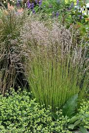 Attēlu rezultāti vaicājumam “Deschampsia flexuosa bud”