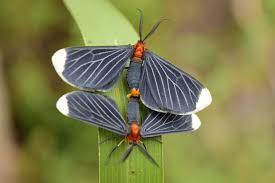 Attēlu rezultāti vaicājumam “Geometridae”