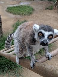 lemur ile ilgili görsel sonucu