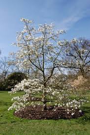 Attēlu rezultāti vaicājumam “Magnolia kobus”