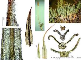 Attēlu rezultāti vaicājumam “Saelania glaucescens”