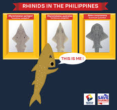 Image result for Rhynchobatus australiae