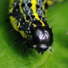 Attēlu rezultāti vaicājumam “Orthosia sp.”