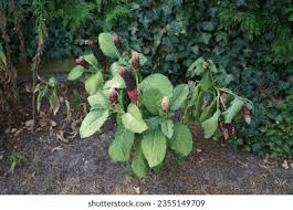 Attēlu rezultāti vaicājumam “Phytolacca acinosa leaf”