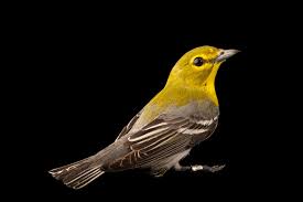 Image result for Vireo flavifrons