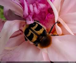 Attēlu rezultāti vaicājumam “Fuligo licentii”