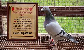 Image result for Abbeyton & Broomfield Racing Pigeons