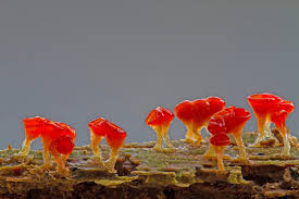 Attēlu rezultāti vaicājumam “Trichia decipiens”