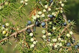 Attēlu rezultāti vaicājumam “Juniperus communis”