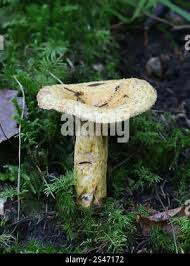 Attēlu rezultāti vaicājumam “Lactarius repraesentaneus”